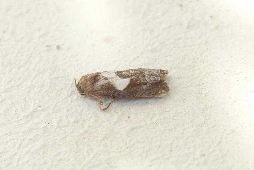 Epiblema foenella